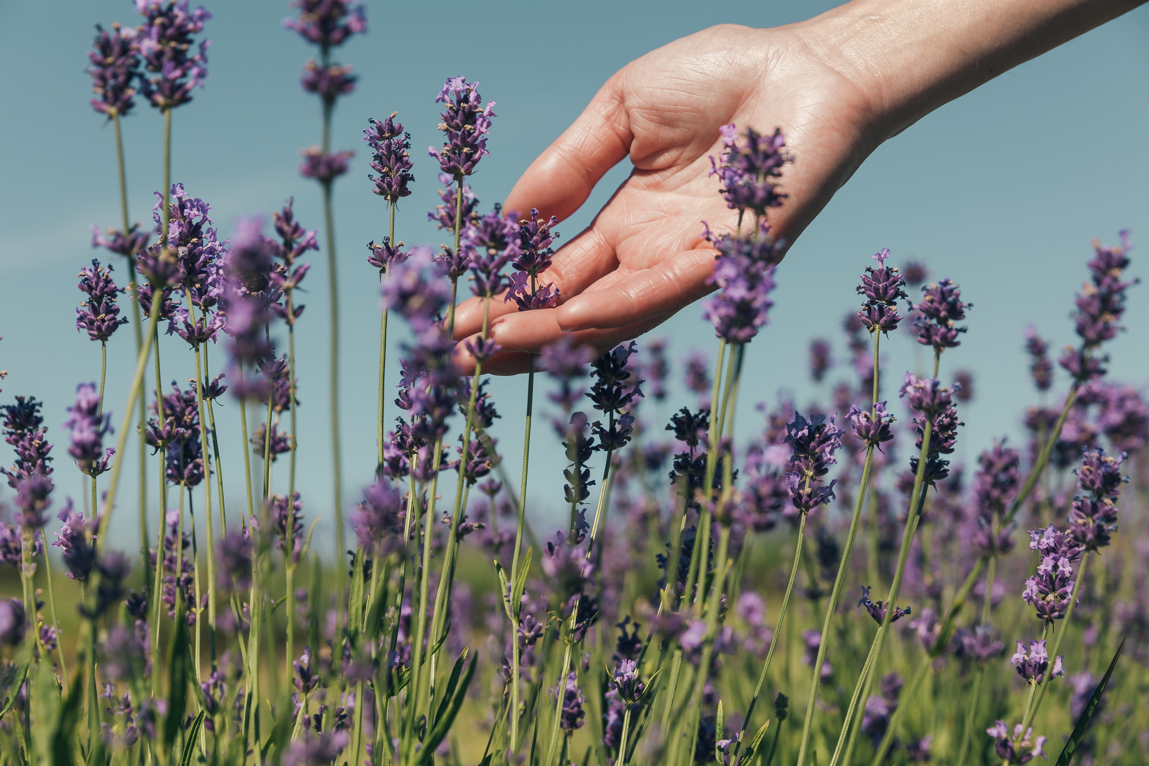 hand reaching into lavender flowers on a sunny day